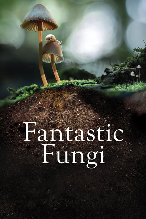 ดูหนังออนไลน์ [NETFLIX] Fantastic Fungi (2019) เห็ดมหัศจรรย์