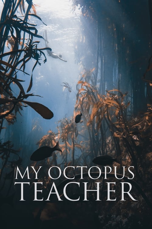 ดูหนังออนไลน์ฟรี [NETFLIX] My Octopus Teacher (2020) บทเรียนจากปลาหมึก