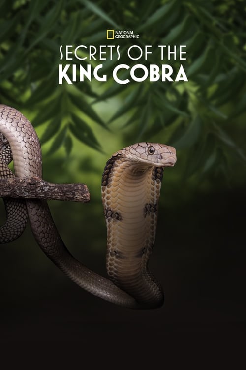 ดูหนังออนไลน์ Secret of the King Cobra (2010)