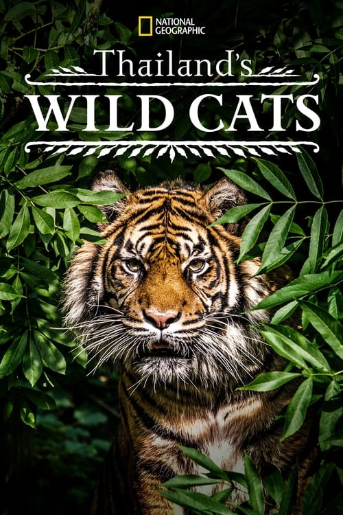 ดูหนังออนไลน์ Thailands Wild Cats (2021)