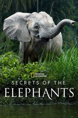 ดูหนังออนไลน์ฟรี Secrets of the Elephants (2023) EP.1-4 (จบ)