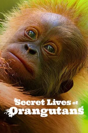 ดูหนังออนไลน์ Secret Lives of Orangutans (2024) ชีวิตลับอุรังอุตัง